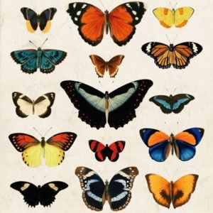 Meet your Posher, Mai-laya